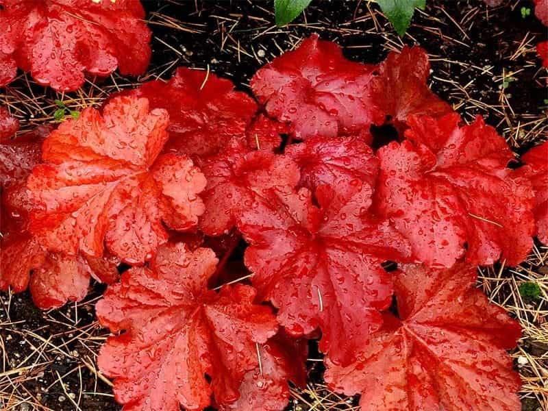 Coral Bells Flowers - How To Grow Coral Bells