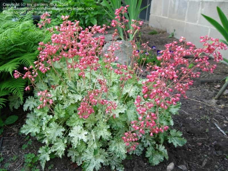 Coral bells - Inland Valley Garden Planner