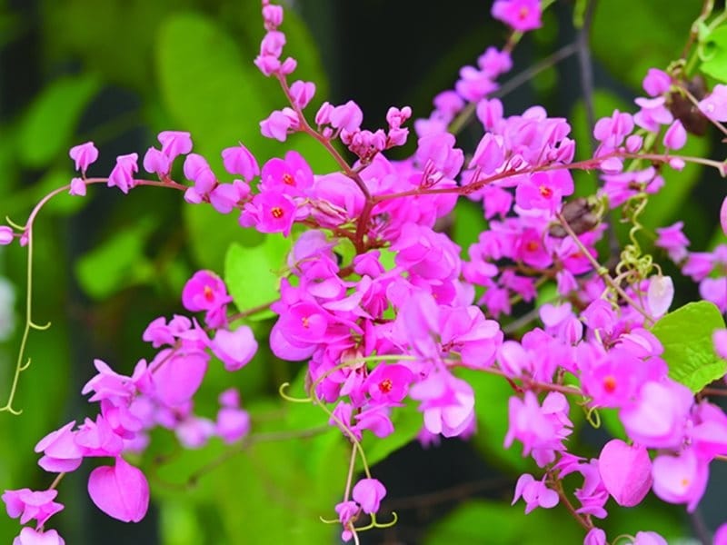 Coral vine (Antigonon leptopus Stock Photo - Alamy