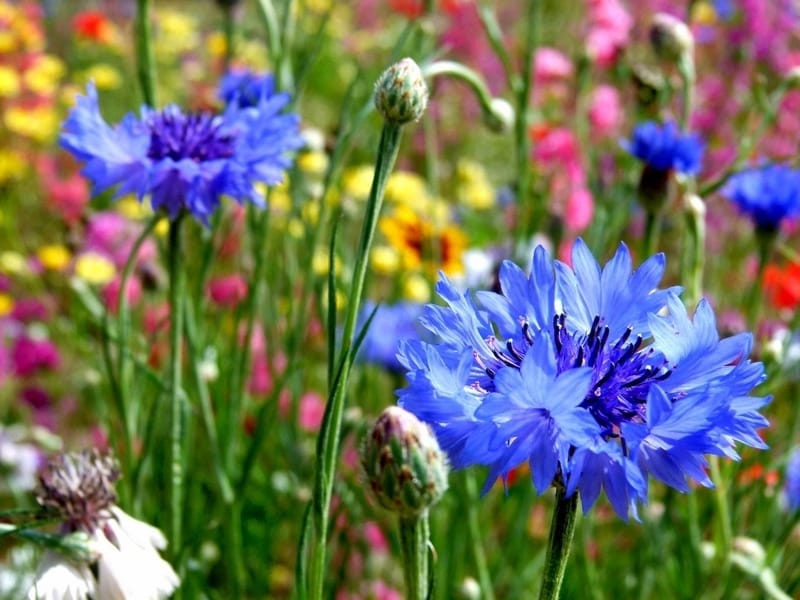 Cornflower – Blue Boy – NEW SEEDS