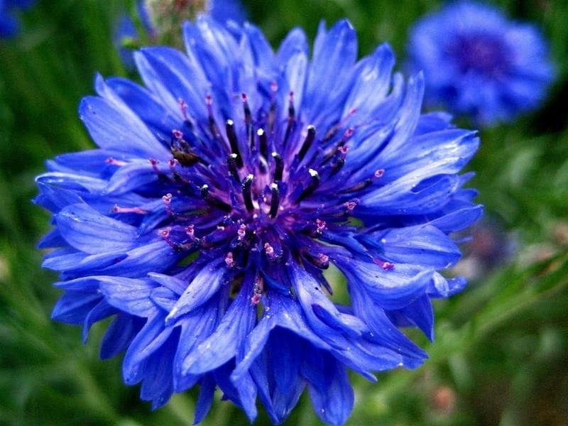 Cornflower Boutonniere Buttonhole Flower in Blue Silk by Fort Belvedere