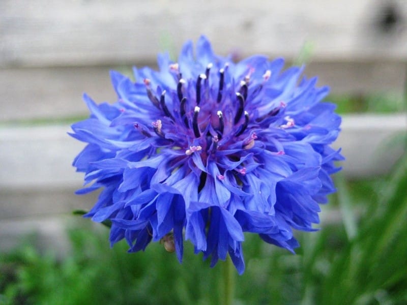 Cornflower Centaurea Cyanus Blue Boy - Flowers - Premier Seeds Direct ltd