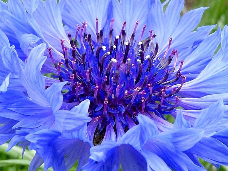 Cornflower Seeds - Bachelor's Button Wild Flower Seed