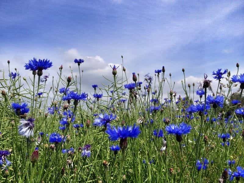 Cornflower Seeds Online India - Moubtain Top Seed Bank