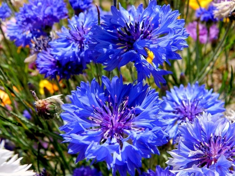 Cornflower plugs (Centaurea cyanus) Dispatched April 2022 - UK Delivery -  Naturescape