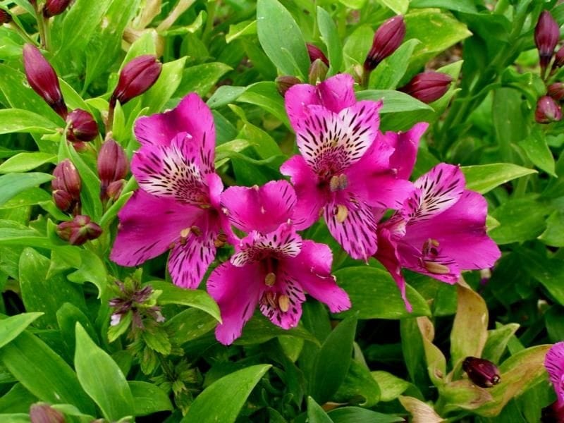 Cornish Alstroemeria - Cornish Blooms
