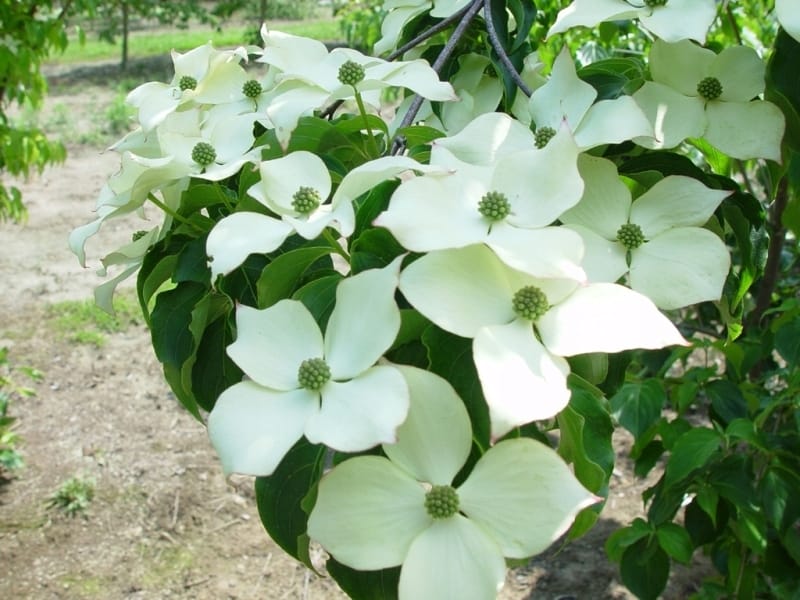 Cornus kousa var. chinensis - White Flowering Chinese Dogwood Trees