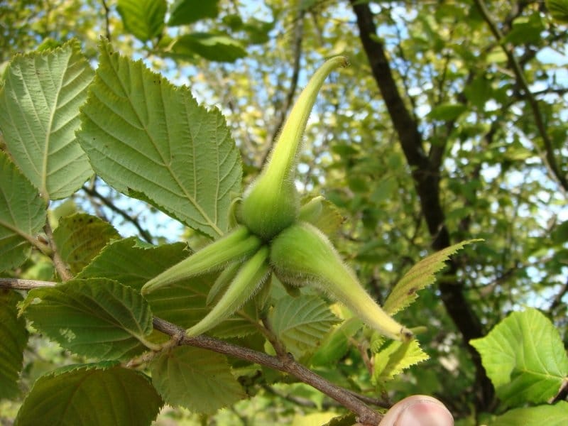 Corylus americana American Hazelnut - Prairie Moon Nursery