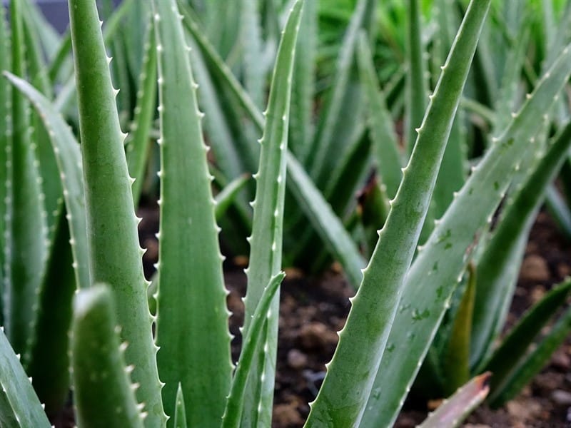 Costa Farms Aloe Vera Plant in 4 in. Pot-90408 - The Home Depot