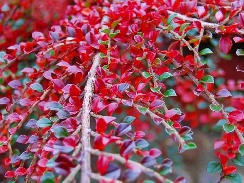 Cotoneaster - Cotoneaster. Caring for cotoneaster, description of  cotoneaster types, cultivation, photos
