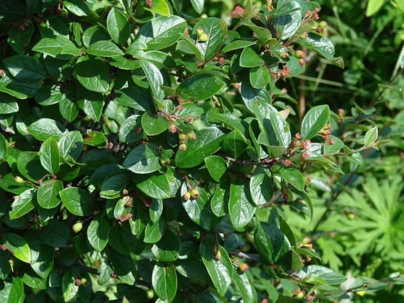 Cotoneaster Coral Beauty - Garden Shrubs for Sale - Free UK Delivery