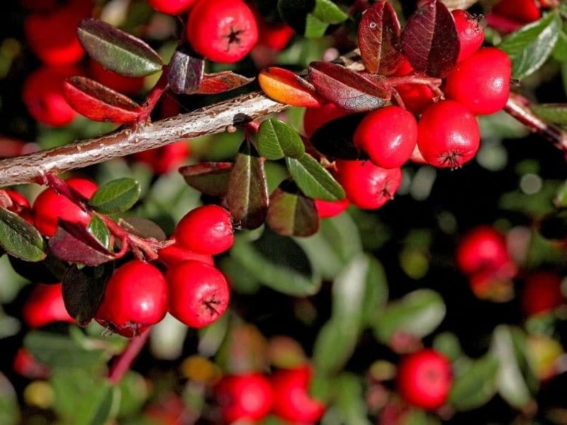 Cotoneaster Plant Care - Information On Growing Cotoneaster Shrubs
