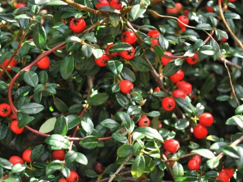 Cotoneaster horizontalis, 14,5 cm, ± 6 years old, with white flowers and  red berries - BonsaiPlaza