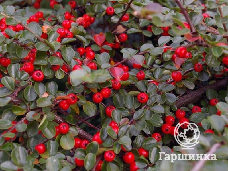 Cotoneaster x watereri - Cotoneaster Tree - Free Delivery