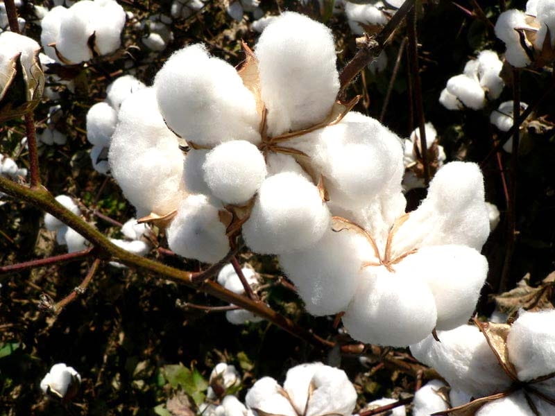 Cotton Flower Cotton Image  Photo (Free Trial) - Bigstock