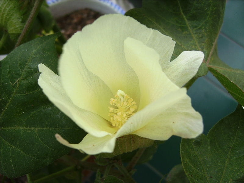 Cotton Flower Nature - Free photo on Pixabay