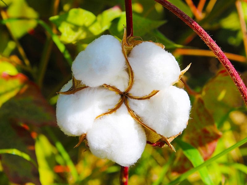 Cotton flower at evening time Stock Photo - Alamy