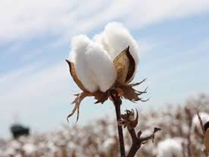 Cotton flower branch realistic composition Vector Image