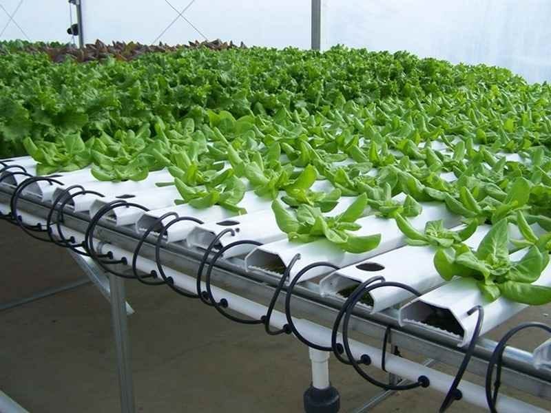 Court ruling clears way for hydroponics to join National Organic Program -  Food Safety News