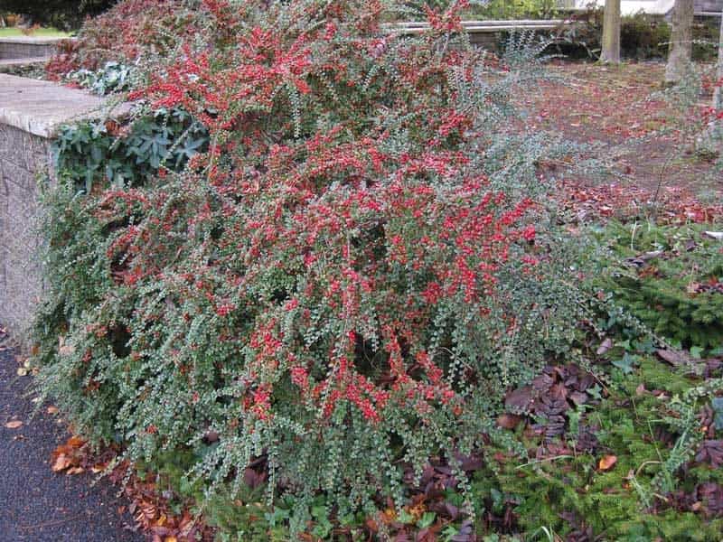 Cranberry Cotoneaster Care - Tips For Growing Cranberry Cotoneaster Plants