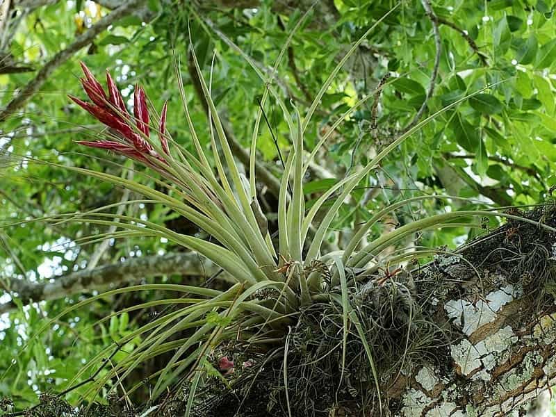 Creative Ideas To Display Air Plants Decoration in Your Home