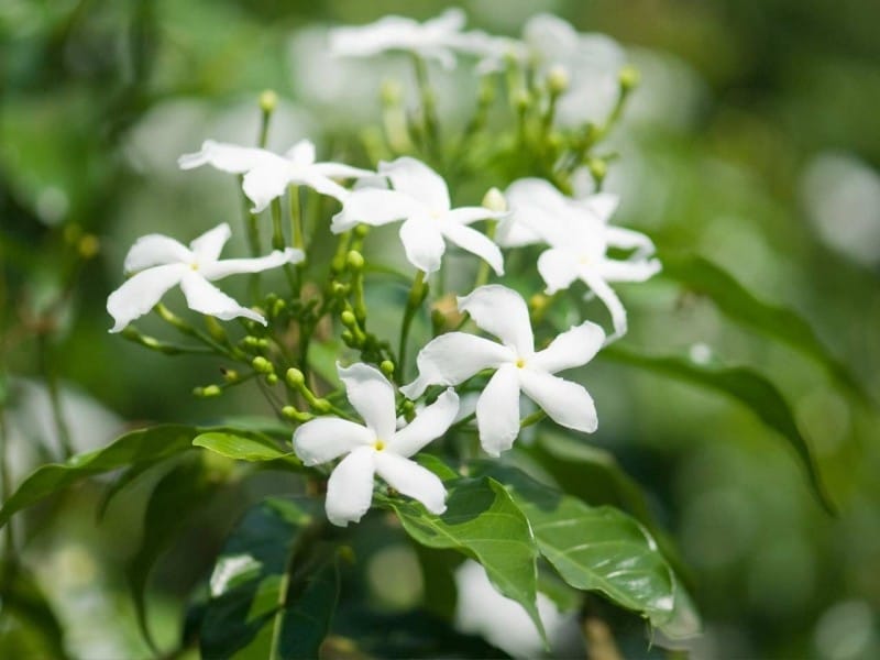 Crepe Jasmine Care - How To Grow Crepe Jasmine Plants