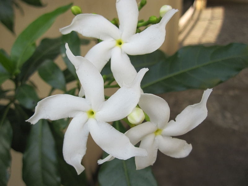 Crepe Jasmine Flowers Blooming In The Garden Stock Photo, Picture And  Royalty Free Image. Image 29188249.