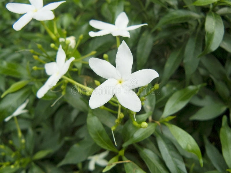 Crepe Jasmine / Chandni flower Plant : How to Grow - Plant Care Guide