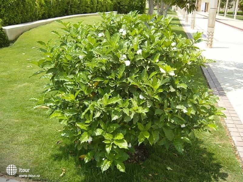 Crepe Jasmine plants for gardens, you can grow easily - Lifezshining
