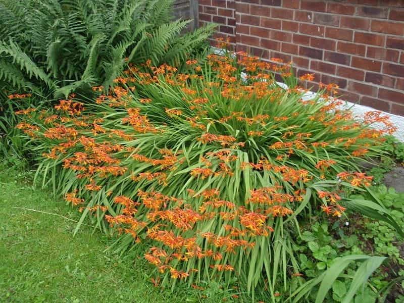 Crocosmia - Better Homes  Gardens