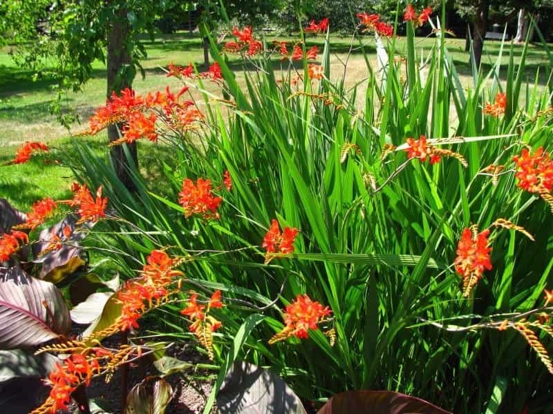 Crocosmia 'Walberton Yellow' COPF, syn. 'Walcory' Montbretia) - Keeping It  Green Nursery