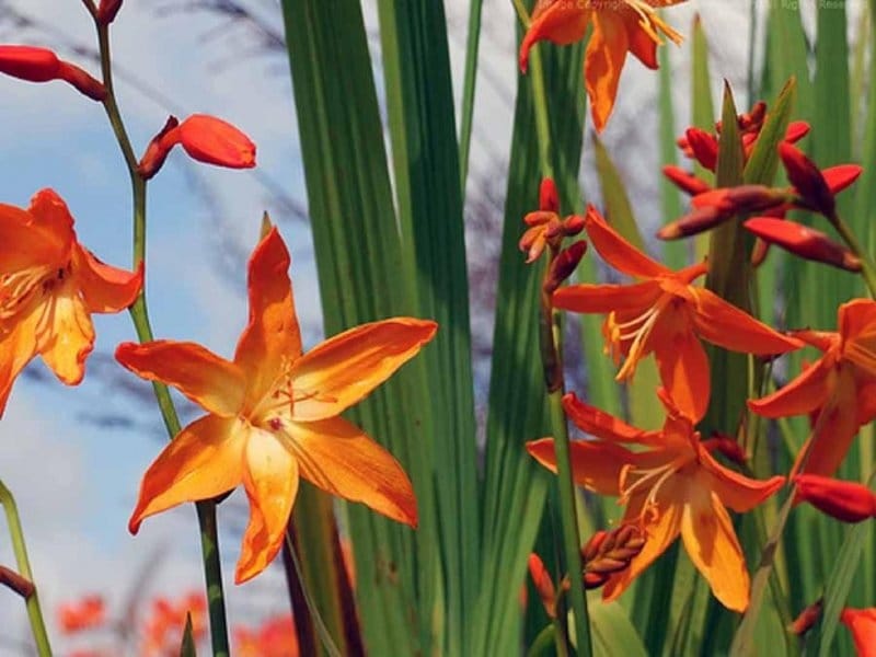 Crocosmia Bulbs - Lucifer - Spring Flower Bulbs - Eden Brothers