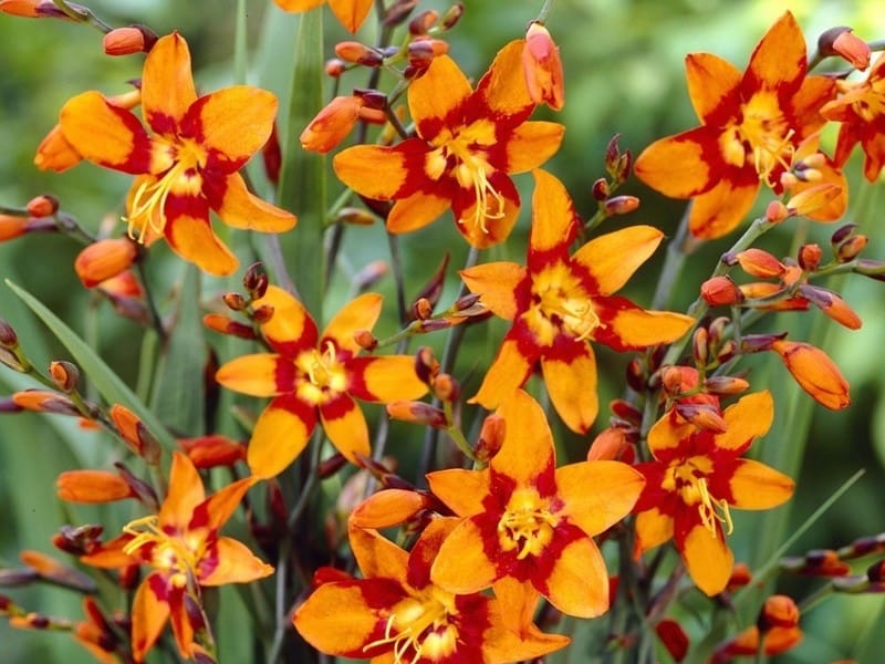 Crocosmia Lucifer 2 litres - Enchanted Gardens Kent