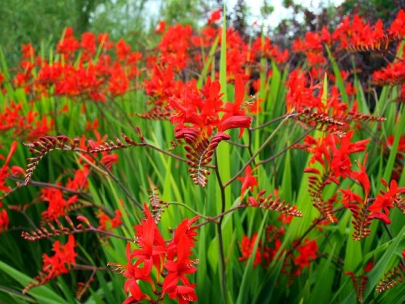 Crocosmia Planting Tips - When And How To Plant Crocosmia Bulbs