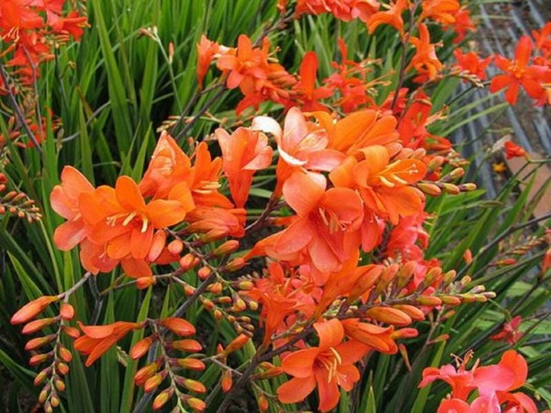 Crocosmia Spanish Ballerina Montbretia - Sugar Creek Gardens