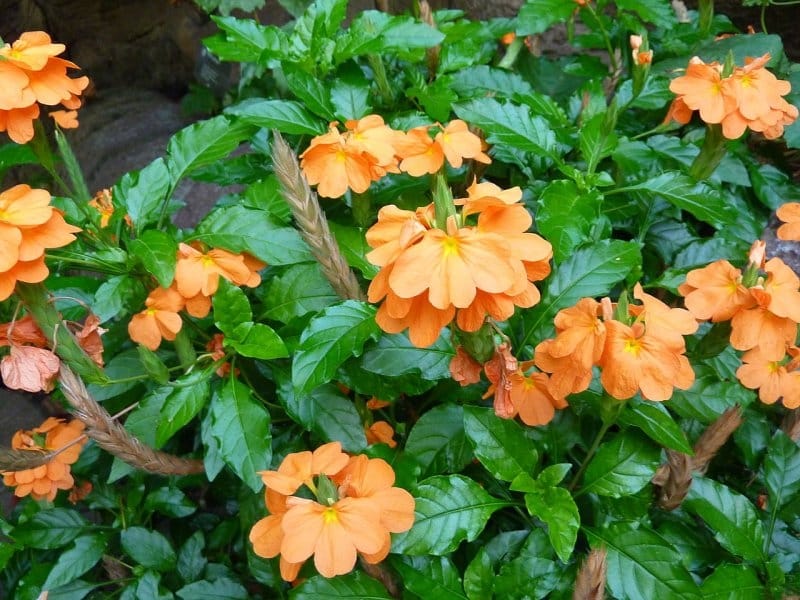 Crossandra 'Orange' - Firecracker Flower (4.5\