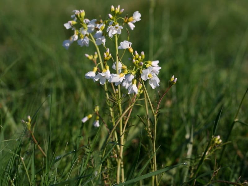 Cuckoo Flower - Cardamine pratensis - Shipton Bulbs