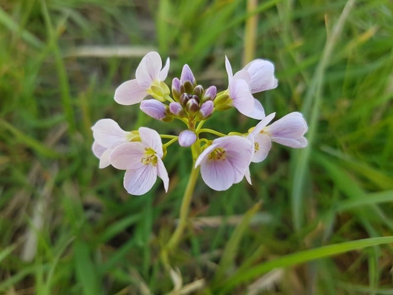 Cuckoo flower(Cardamine pratensis) - Plants for Ponds