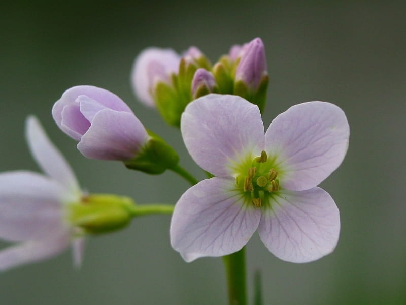 Cuckooflower - Encyclopedia of Life