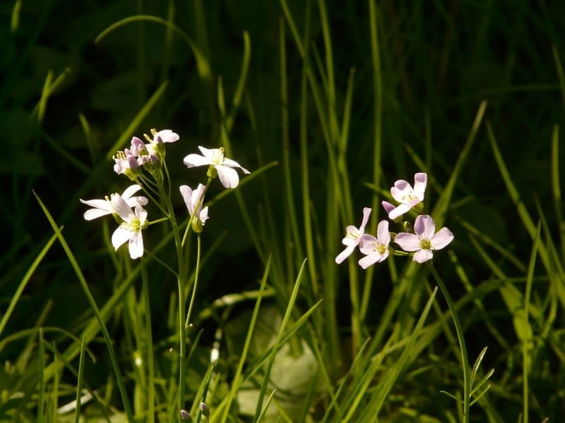 Cuckoo flower - flowr-powr.com