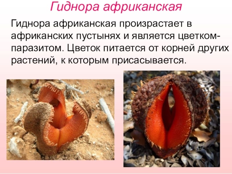 Current summary of ethnobotanical uses, chemistry, pharmacology, and  distribution of Hydnora species - Samachar Central