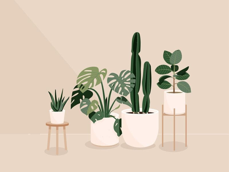Cute Aesthetic Plant Wallpapers on WallpaperDog