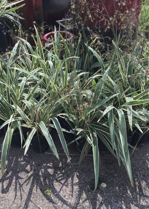 DIANELLA, WHITE VAR. (Flax Lily) 1G - Growers Outlet Willis Texas
