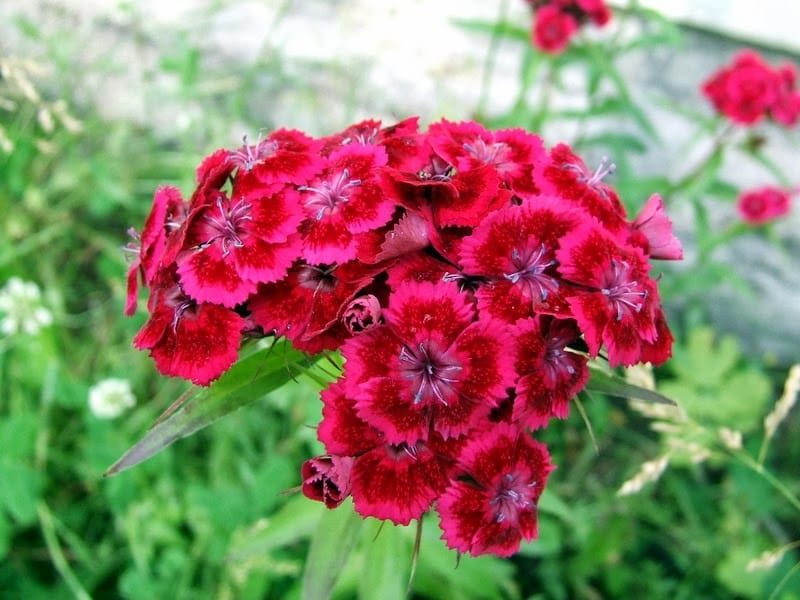 DIANTHUS barbatus DASH VIOLET (pellets) - Muller Seeds