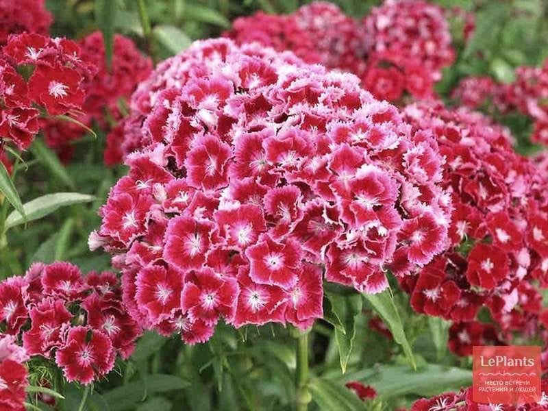 DIANTHUS barbatus FORMULA MIXTURE LATE - Muller Seeds