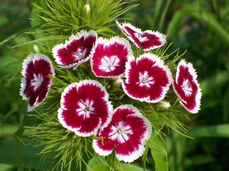 DIANTHUS barbatus SWEET RED (pellets) - Muller Seeds