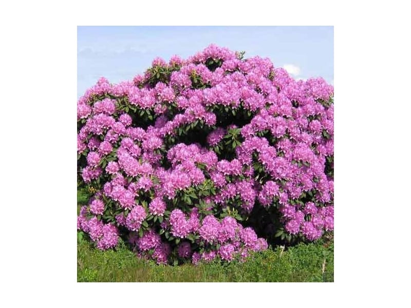 Dandy Man Color Wheel Rhododendron - Plant Addicts