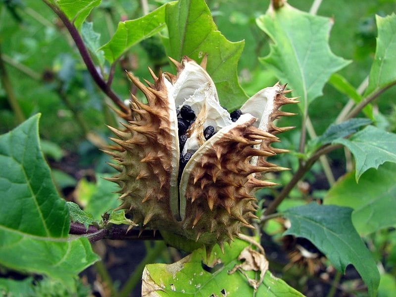 Datura Plant Growing: Information About Datura Trumpet Flower Care