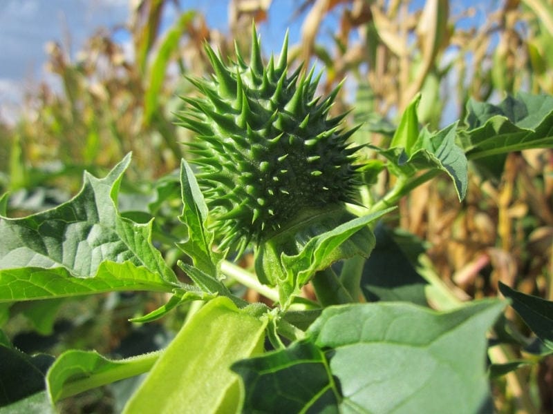 Datura stramonium – Thornapple, Jimsonweed – Buy seeds at rarepalmseeds.com