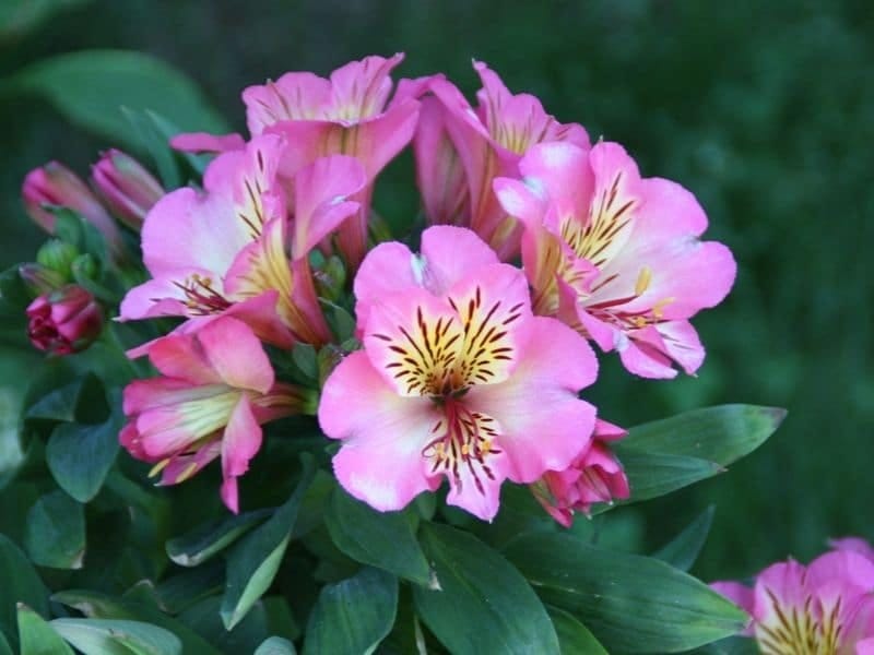 Deadheading Alstroemeria Flowers - Should You Cut Back Alstroemeria Plants